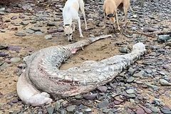 На берег океана выкинуло таинственное существо