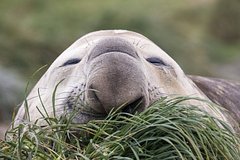 Релоцированный морской слон возвратился в город за неделю