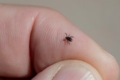 Россиянам дали советы по защите от укусов клещей