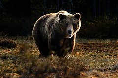 Медведь искалечил выслеживавшего его охотника