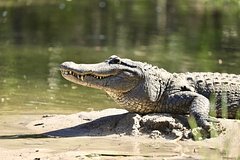 Останки пропавшей дамы отыскали в зубах у аллигатора
