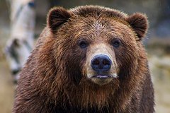 В лесу отыскали тело без повреждений и медвежьи следы около него