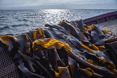 В РФ разработали экологичную упаковку из водных растений