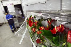 В РФ захотели лимитировать импорт цветов из недружественных государств