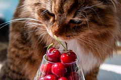 Доктор перечислил улучшающие сон продукты