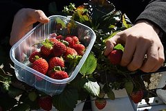 Земляника в РФ подорожает