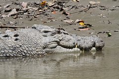 Коренные жители съели терроризировавшего соседей крокодила