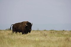 Зубр поднял на рога старую даму в государственном парке