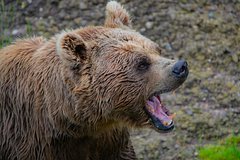 Японские медведи пристрастились к человечине