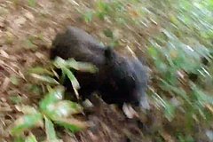 Медведь искалечил 2-ух туристов в горах