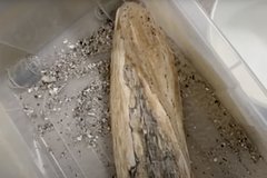 Мужик отыскал под водой целый бивень доисторического зверя
