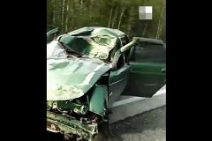 «Намотало на колесо». Сразу два лосенка попали под колеса автомобилей на Серовском тракте