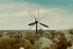 Опасность русских кровососов оценили