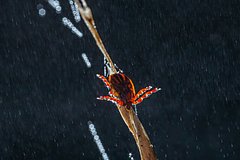 Укус клеща Hyalomma