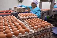 В РФ оценили объемы ввоза в страну яиц