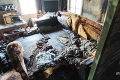 В русском городке объявилась кошка-поджигательница