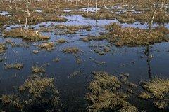 В сибирских болотах нашли сильный источник небезопасного газа