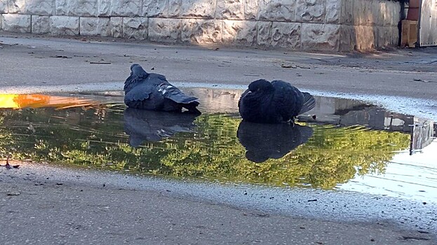 «Случаи заболевания есть». Насколько сильно распространен птичий грипп в РФ