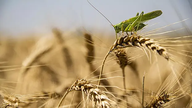 Россия стала меньше продавать за рубеж зерновых