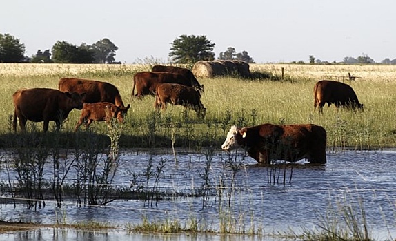 Argentina snjala dejstvovavshij bolee poluveka zapret na eksport skota ddedb09.jpg