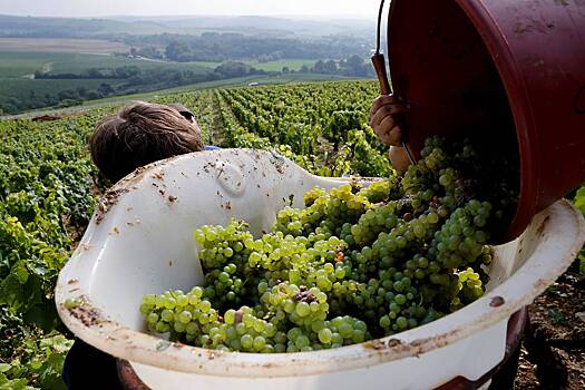 Vo francii ruhnulo proizvodstvo vina 8887d44.jpg