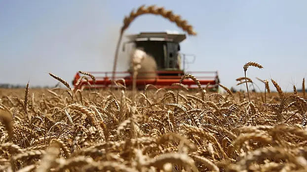 ЕС сократит импорт украинской пшеницы и сахара на 80%